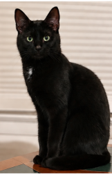 Lost Male Cat last seen Near Fitzwatertown road between Moreland & Old Welsh, Willow Grove, PA 19090