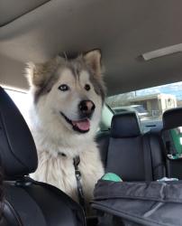 Reunited Male Dog last seen Yale & Avienda Cesar Chavez, Albuquerque, NM 87106