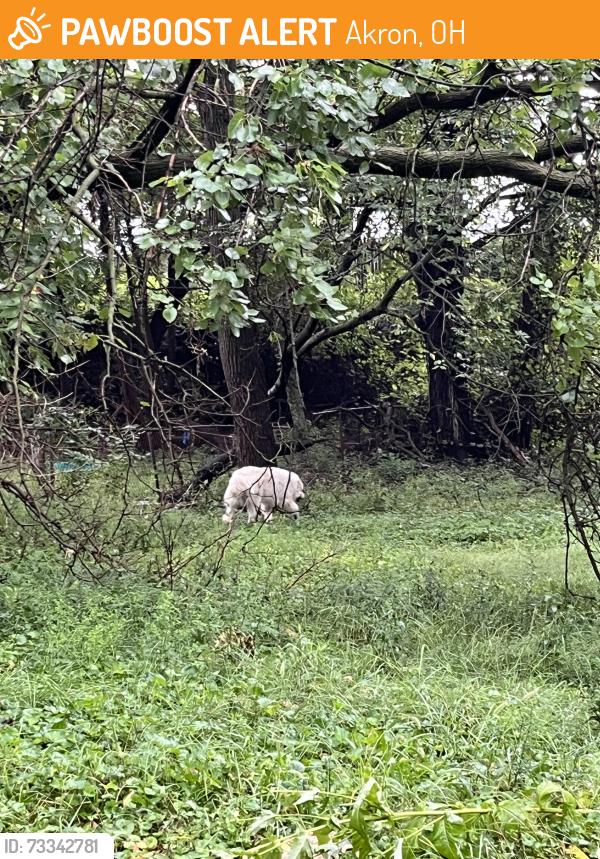 Found/Stray Unknown Dog last seen Carpenter, Akron, OH 44310