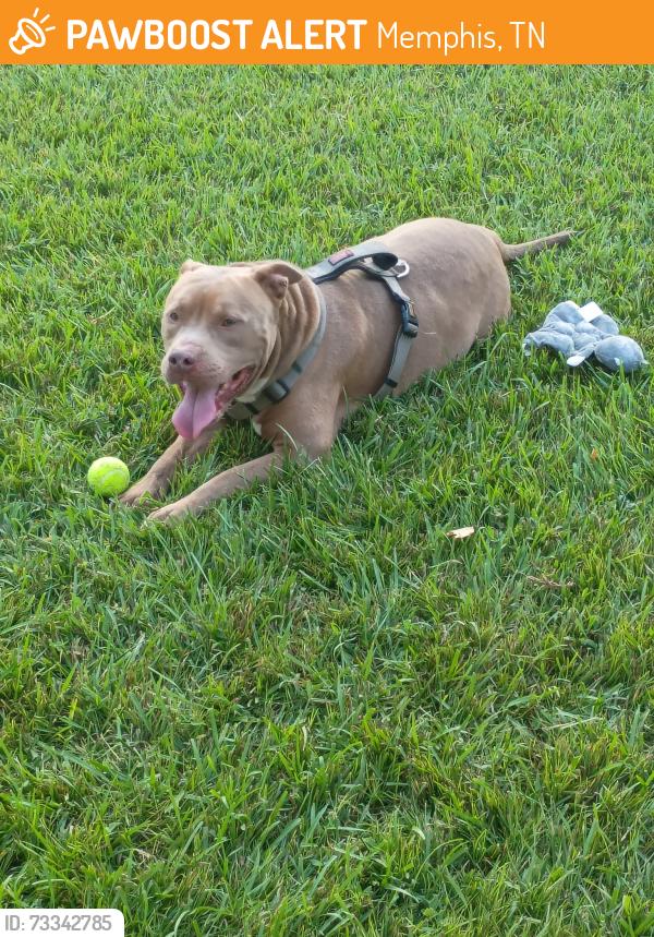 Found/Stray Male Dog last seen Mount Moriah and quince, Memphis, TN 38117