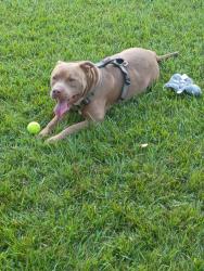 Found/Stray Male Dog last seen Mount Moriah and quince, Memphis, TN 38117