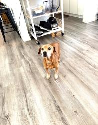 Reunited Male Dog last seen 3rd and colter, Phoenix, AZ 85013