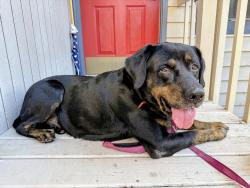 Found/Stray Male Dog last seen SW Colony Creek Court and Fanno Creek Trail, Tigard, OR 97224