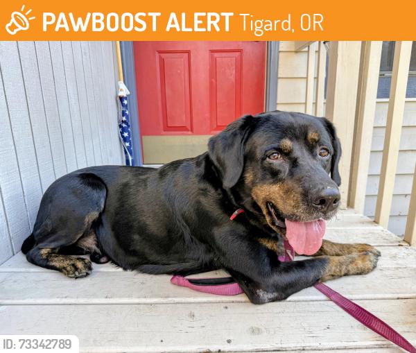 Found/Stray Male Dog last seen SW Colony Creek Court and Fanno Creek Trail, Tigard, OR 97224