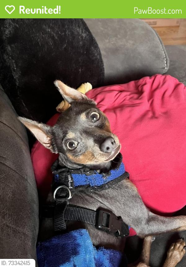 Reunited Female Dog last seen Dunbar Cave Road and Trenton Road, Clarksville, TN 37040
