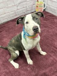 Shelter Stray Female Dog last seen Near BLOCK GLENDALE ST, DETROIT MI 48238, 7401 Chrysler Dr, Detroit, MI 48211, USA