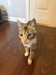 Found/Stray Female Cat last seen Near Ganyard Farm Way Durham, Durham, NC 27703