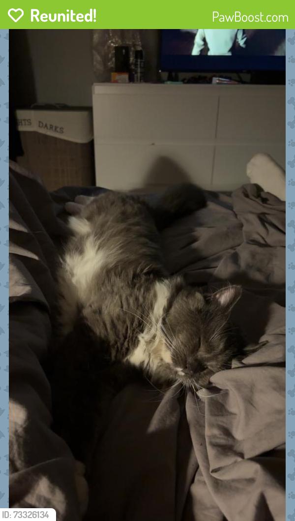 Reunited Male Cat last seen Ranleigh road, Suffolk, England 