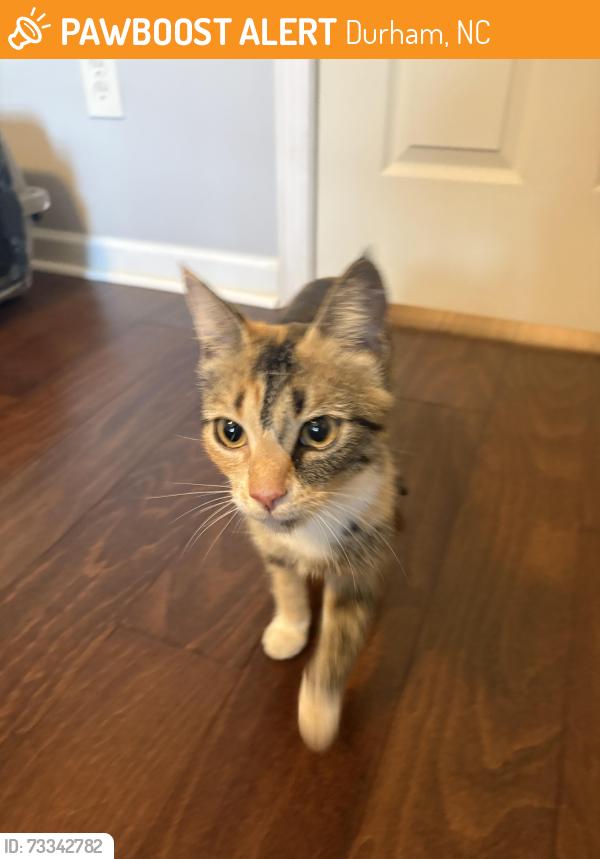 Found/Stray Female Cat last seen Near Ganyard Farm Way Durham, Durham, NC 27703