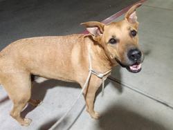 Shelter Stray Male Dog last seen , 11258 Garfield Ave, Downey, CA 90242, USA