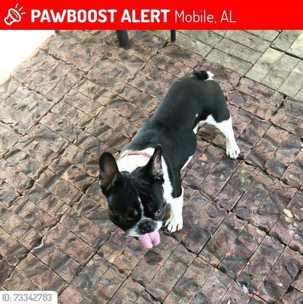 Lost Male Dog last seen Cody Rd Howells Ferry, Mobile, AL 36608