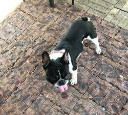 Lost Male Dog last seen Cody Rd Howells Ferry, Mobile, AL 36608