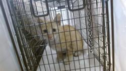 Shelter Stray Male Cat last seen Near BLOCK NW SOUTH RIVER DR, 3599 NW 79th Ave, Doral, FL 33122, USA