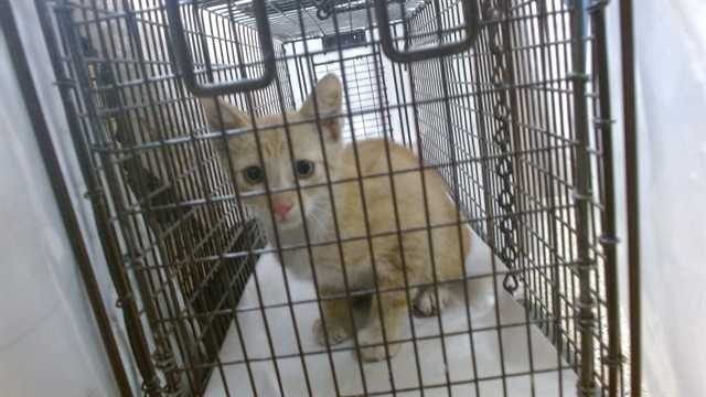 Shelter Stray Male Cat last seen Near BLOCK NW SOUTH RIVER DR, 3599 NW 79th Ave, Doral, FL 33122, USA