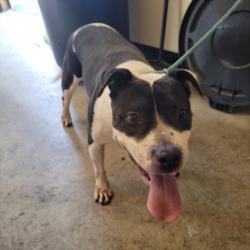 Shelter Stray Female Dog last seen , 3201 Lacy St, Los Angeles, CA 90031, USA