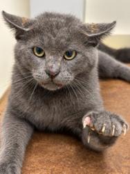 Shelter Stray Unknown Cat last seen ALAMANCE COUNTY, 221 Stone Quarry Rd, Burlington, NC 27217, USA