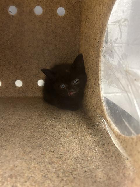 Shelter Stray Female Cat last seen BURLINGTON AC, 221 Stone Quarry Rd, Burlington, NC 27217, USA