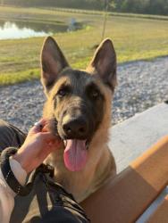 Shelter Stray Male Dog last seen Near, 2600 S Harding St, Indianapolis, IN 46221, USA