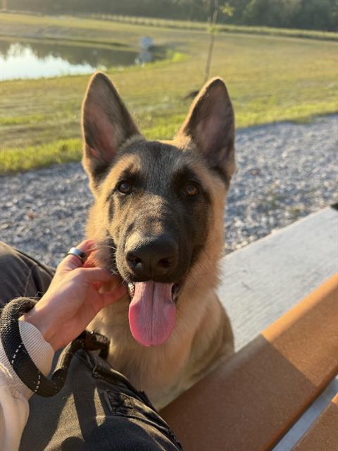 Shelter Stray Male Dog last seen Near, 2600 S Harding St, Indianapolis, IN 46221, USA