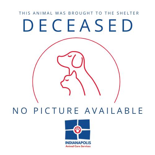 Shelter Stray Unknown Cat last seen Near, 2600 S Harding St, Indianapolis, IN 46221, USA