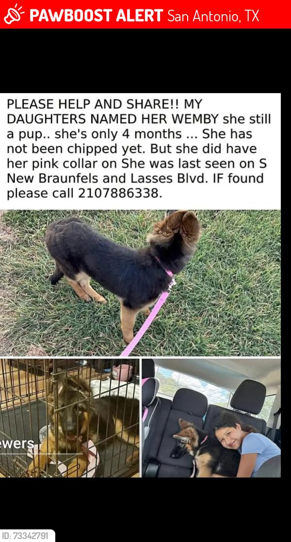 Lost Female Dog last seen Lasses and s new braunfels, San Antonio, TX 78223