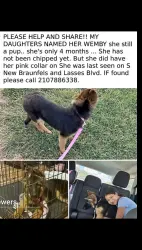 Lost Female Dog last seen Lasses and s new braunfels, San Antonio, TX 78223