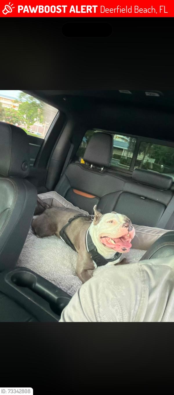 Lost Female Dog last seen Ne 19th ave & ne 6th street, Deerfield Beach, FL 33441