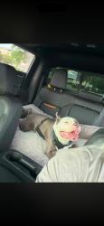 Lost Female Dog last seen Ne 19th ave & ne 6th street, Deerfield Beach, FL 33441