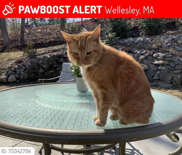 Lost Male Cat last seen Willow park and willow street, Wellesley, MA 02481
