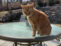 Lost Male Cat last seen Willow park and willow street, Wellesley, MA 02481