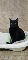 Lost Male Cat last seen Near W 26th Pl Hialeah 33010, Hialeah, FL 33010