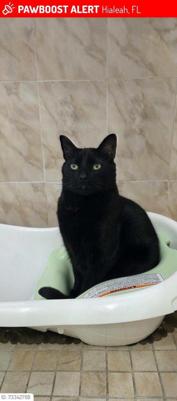 Lost Male Cat last seen Near W 26th Pl Hialeah 33010, Hialeah, FL 33010