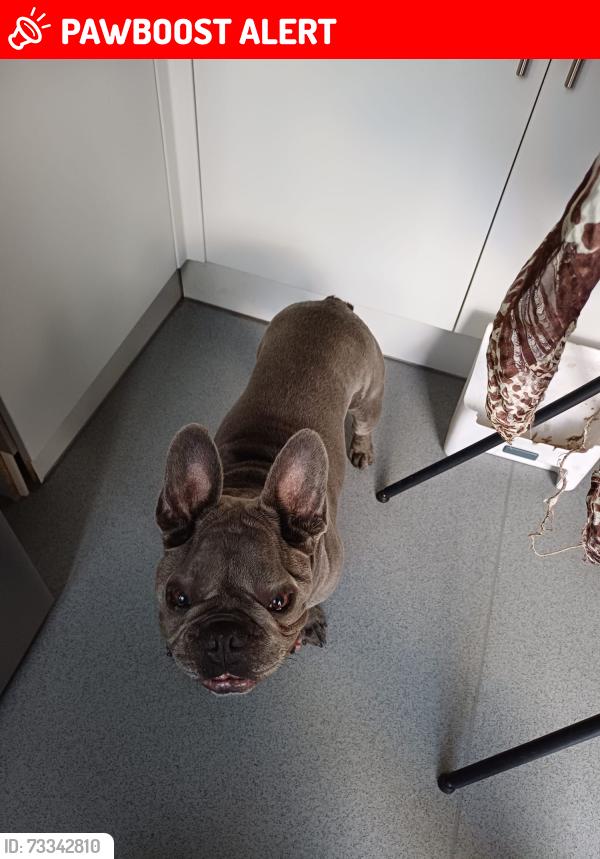 Lost Male Dog last seen Butts farm est, Greater London, England TW13 5PH