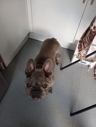 Lost Male Dog last seen Butts farm est, Greater London, England TW13 5PH