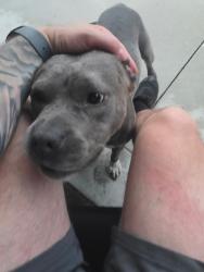 Reunited Female Dog last seen Capri Dr and Jasik Dr, Toledo, OH 43611