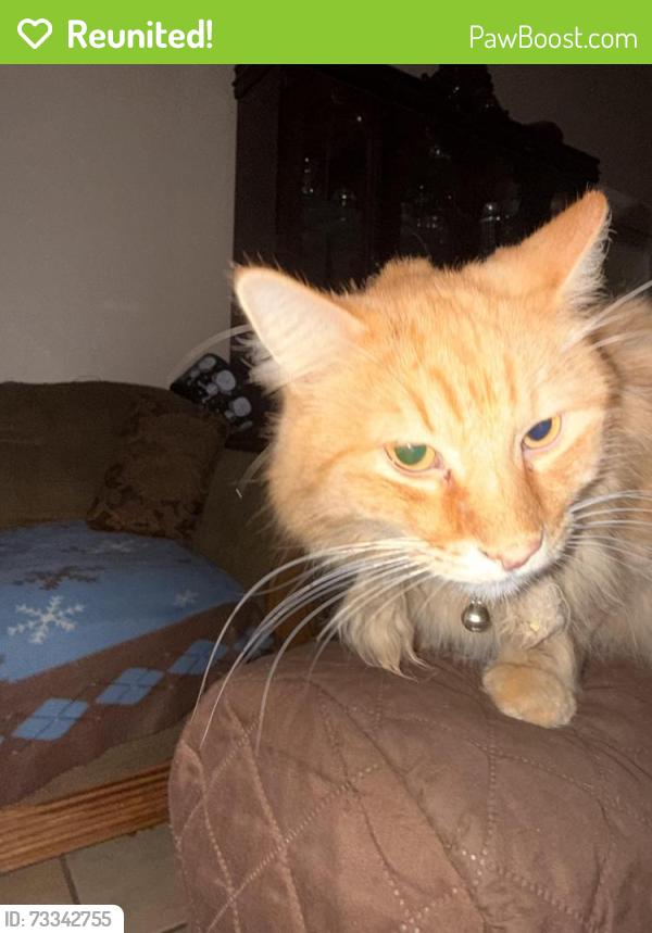 Reunited Male Cat last seen Jenny ave and 94th sy, Albuquerque, NM 87121