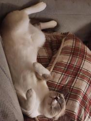 Lost Female Cat last seen Off Riverview Dr by Van Fleet & Giinger, Riverview, FL 33578