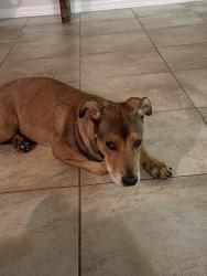 Found/Stray Female Dog last seen Ammann Rd, Boerne, TX 78006