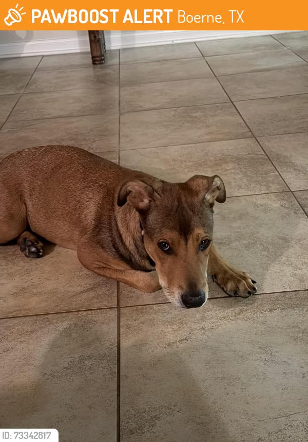 Found/Stray Female Dog last seen Ammann Rd, Boerne, TX 78006