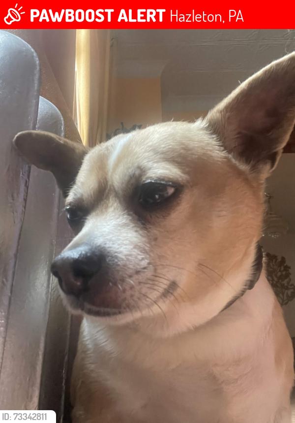 Lost Male Dog last seen Arthur Street, East 1st Street, Hazleton, PA 18201