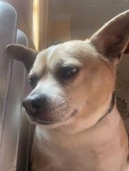Lost Male Dog last seen Arthur Street, East 1st Street, Hazleton, PA 18201
