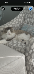Lost Male Cat last seen Lake Cadillac near white pine trail head, Cadillac, MI 49601