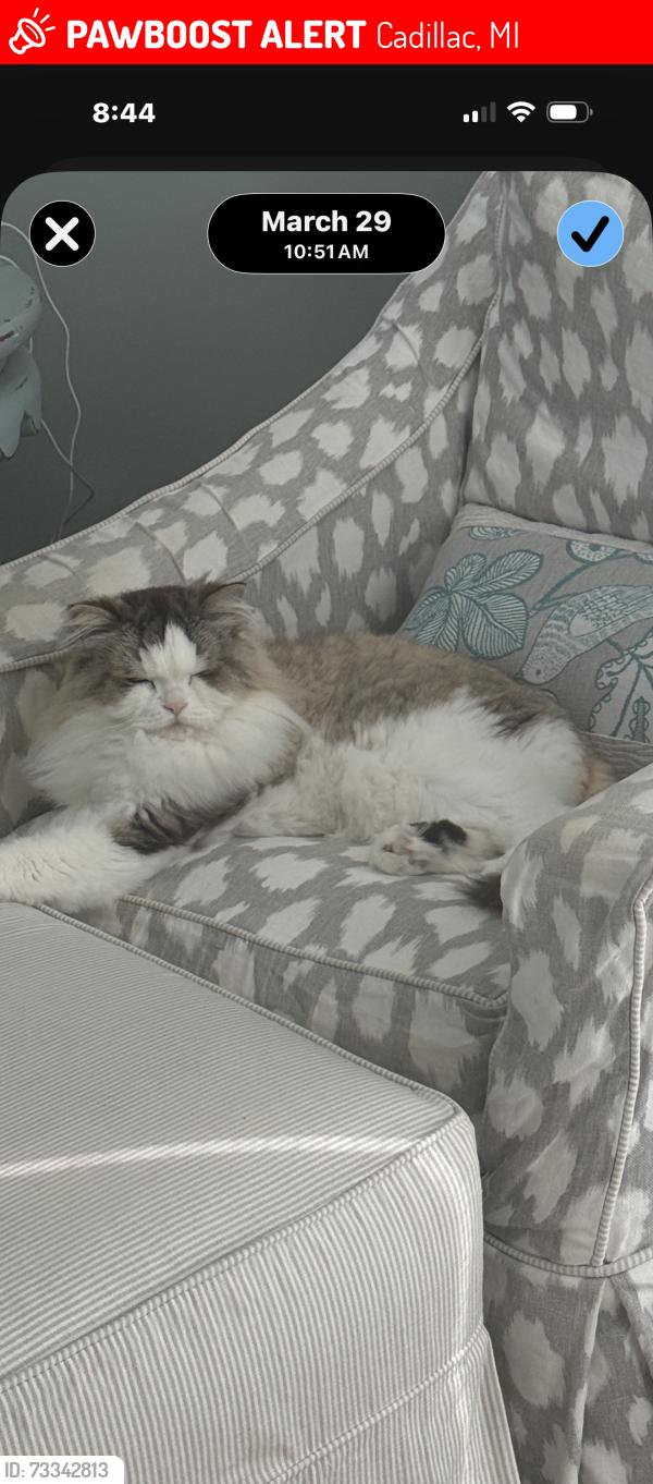 Lost Male Cat last seen Lake Cadillac near white pine trail head, Cadillac, MI 49601