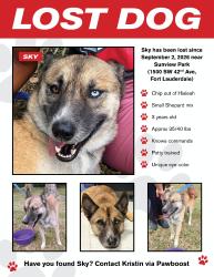 Lost Female Dog last seen Davie Boulevard and 441, Fort Lauderdale, FL 33317