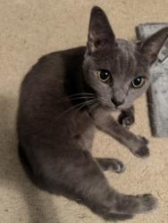 Reunited Female Cat last seen Berrywood Drive and Hardin Valley Road by Chick-fil-A, Knoxville, TN 37932