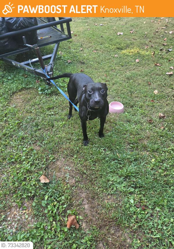 Found/Stray Male Dog last seen Cedar lane / Rifel range, Knoxville, TN 37912