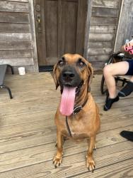 Reunited Male Dog last seen Lake Mount Pleasant Rd, 149, National Forest, Montgomery County, TX 77356