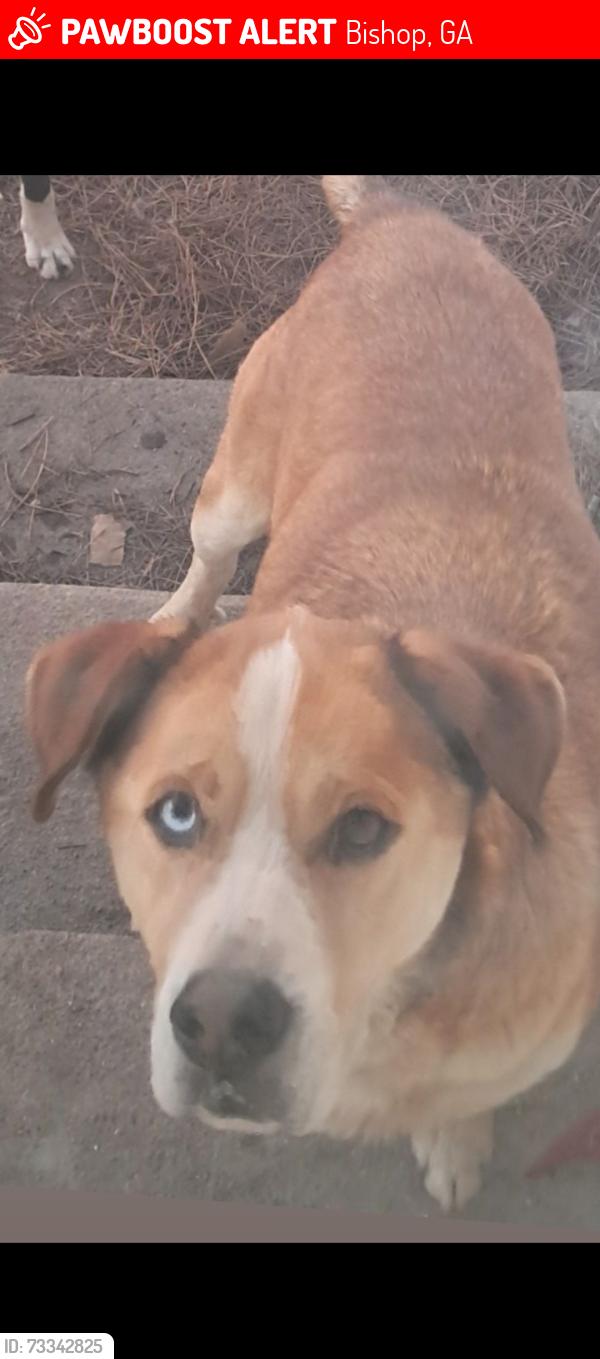 Lost Male Dog last seen Near New High Shoals Rd, Watkinsville, GA 30677, Bishop, GA 30621