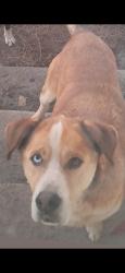 Lost Male Dog last seen Near New High Shoals Rd, Watkinsville, GA 30677, Bishop, GA 30621