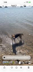 Lost Female Dog last seen Cleburne state park, Cleburne, TX 76033